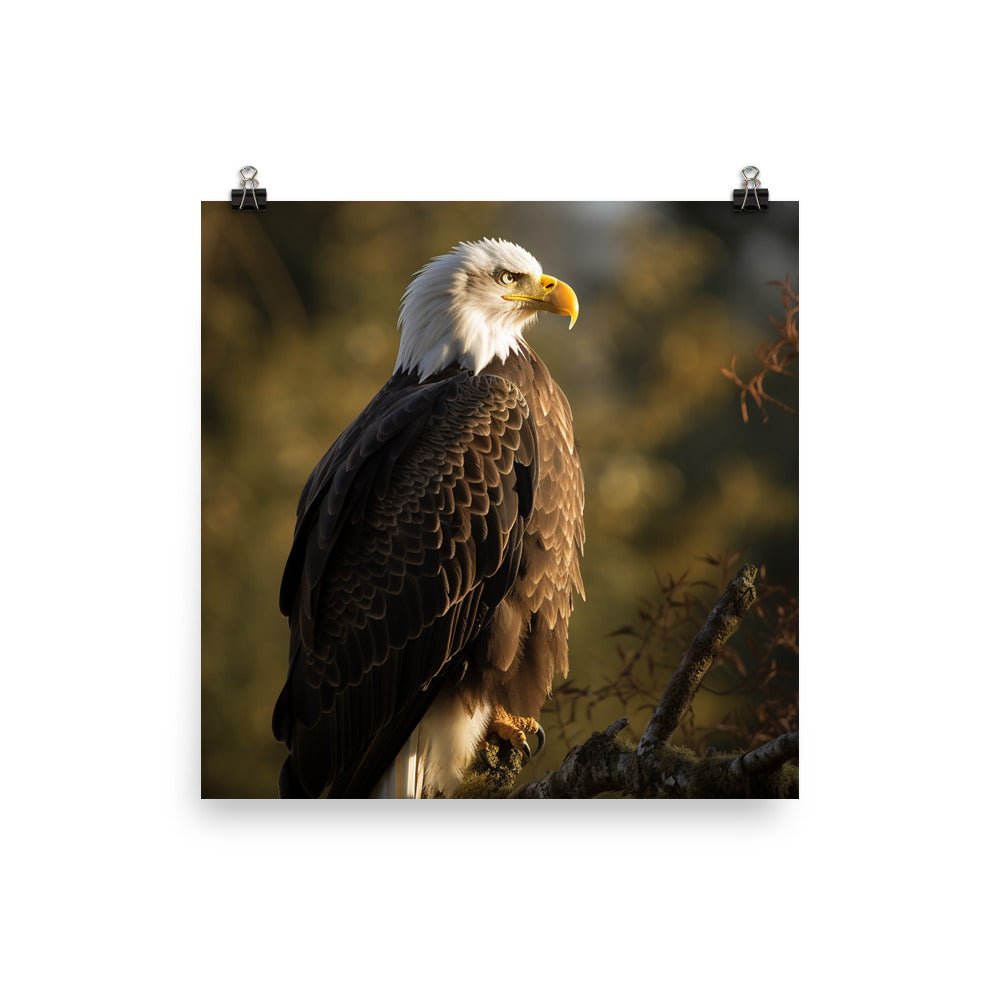 Perched Bald Eagle - Waywardthird -